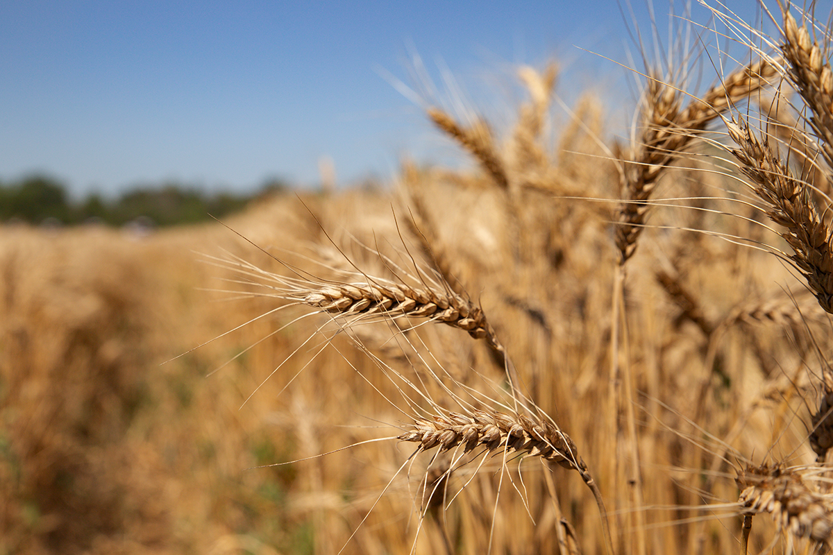 Photo above: A wheat field situated near the village of Yubileiny, 2.5 km west of Lugansk, Ukraine, on July 13, 2021. Photo by Alexander Reka\TASS via Getty Images.