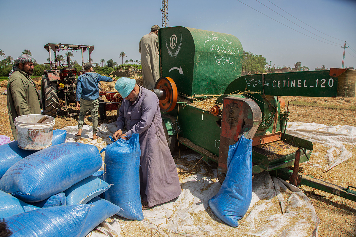 Workers feed harvested wheat into a thresher on a farm during harvest in Izbat Makina, Egypt, on Thursday, April 27, 2023. Egypt was hard hit by a surge in wheat prices in the immediate wake of Russia's invasion of Ukraine, sparking a push to pursue new origins. Photographer: Islam Safwat/Bloomberg via Getty Images