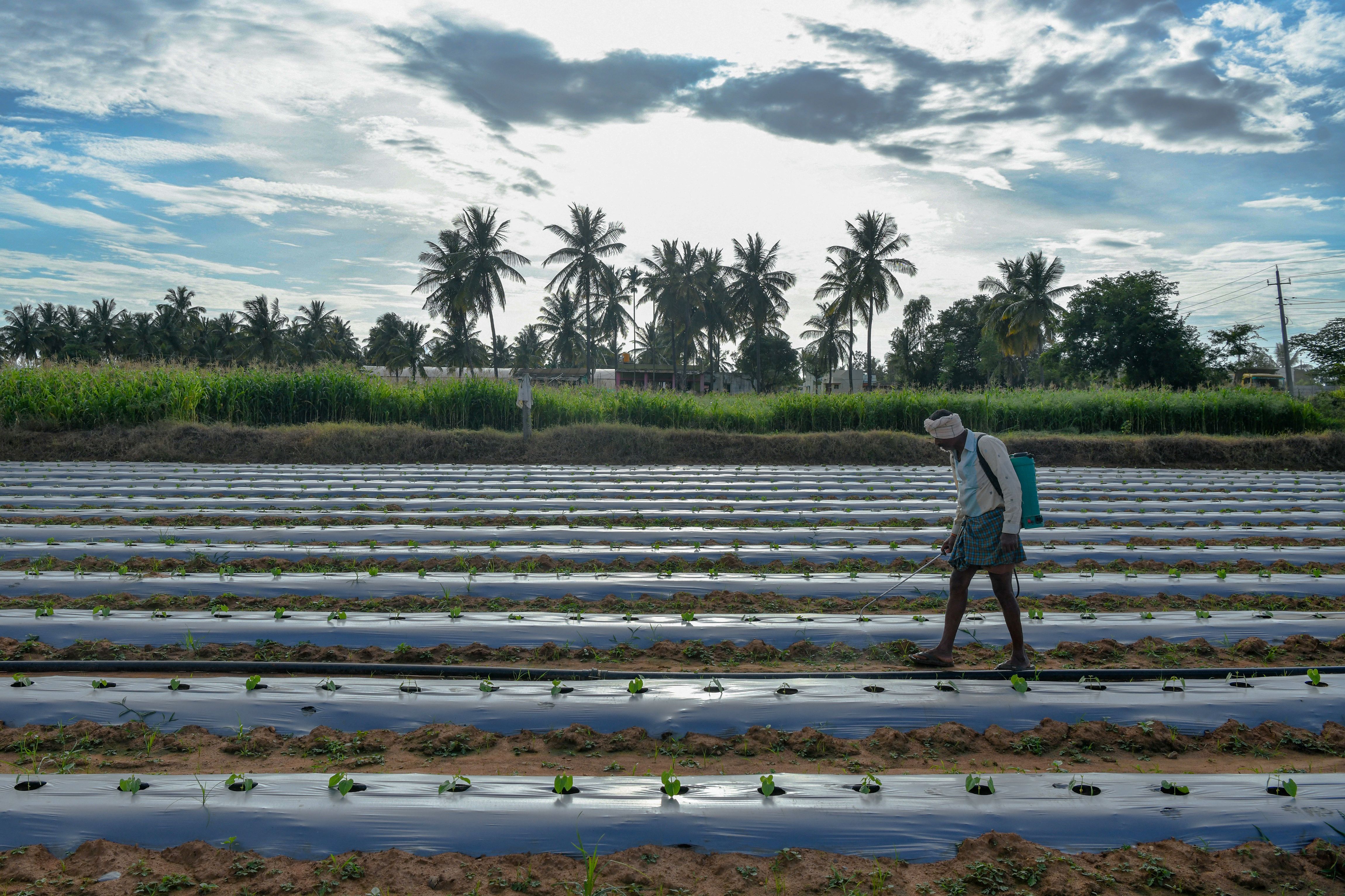 An Indian farmer in Bangalore.