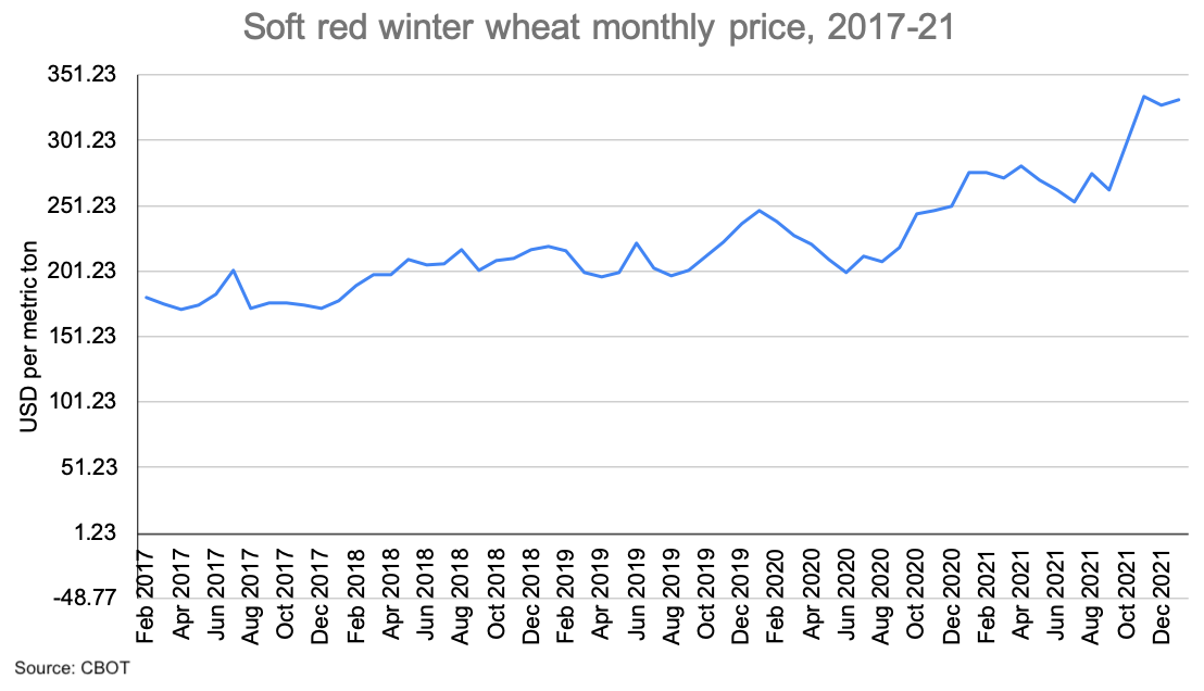 Winter wheat